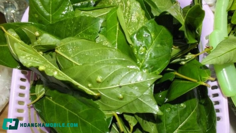 nước lá sung giúp điều hòa huyết áp hiệu quả