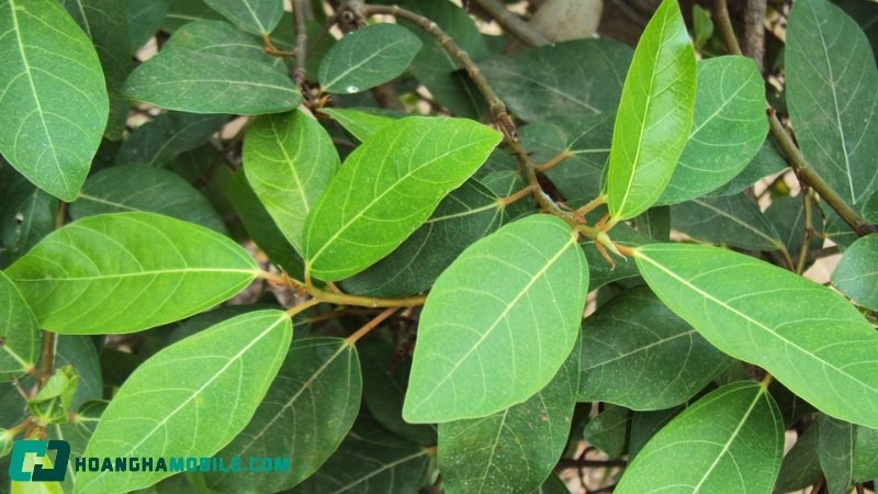 lá sung hỗ trợ điều trị bệnh tiểu đường tự nhiên
