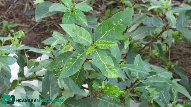 nguyên liệu nấu nước lá sung tươi