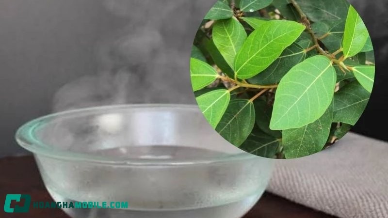 xông hơi và rửa mặt bằng nước lá sung giúp làm đẹp da