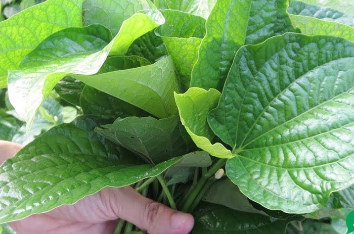 Lá lốt tươi