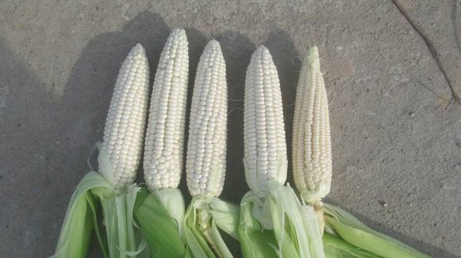 Nguyên liệu bao gồm gạo nếp, bắp nếp bào, đậu xanh, nước cốt dừa, hành phi và các loại gia vị để chuẩn bị cho món xôi bắp bào nước cốt dừa.