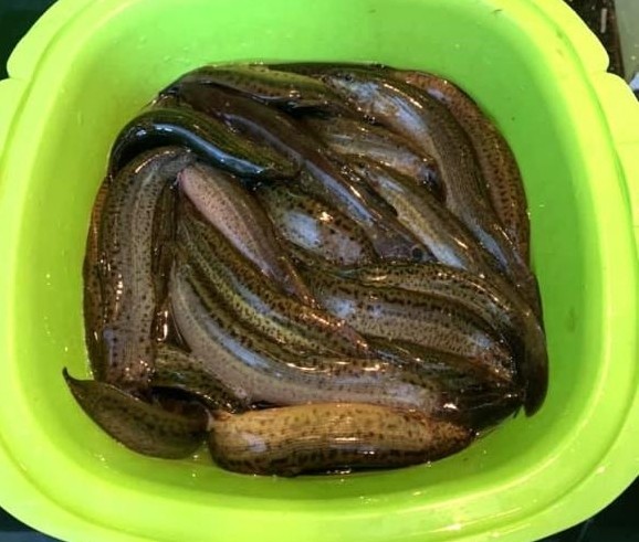 sơ chế cá chạch để nấu cá kho tương