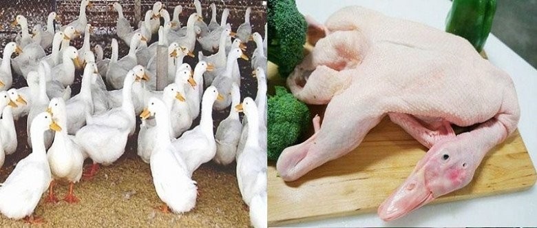 Bí quyết chọn thịt vịt tươi ngon, chắc thịt để nấu chao vịt