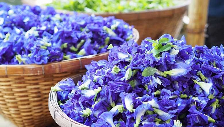 Những công dụng tuyệt vời của hoa đậu biếc khi áp dụng trong cách nấu trà sữa hoa đậu biếc