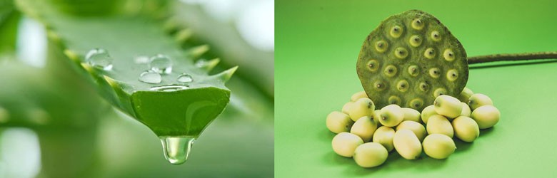 nguyên liệu nấu chè nha đam hạt sen