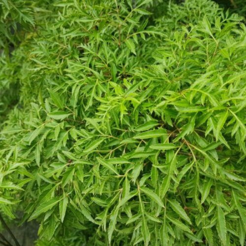 Cách Nấu Cao Đinh Lăng Chi Tiết Nhất