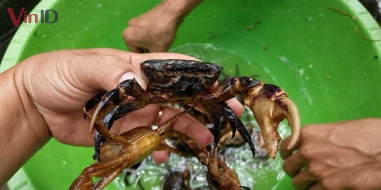 Mẹo lựa chọn cua đồng tươi sống, chắc thịt cho món bánh đa cua rau muống
