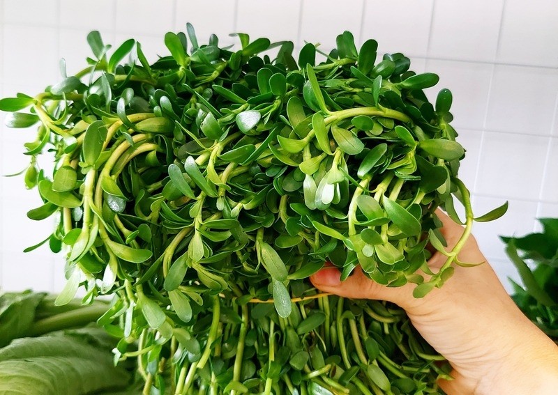 Rau đắng, loại rau đặc trưng không thể thiếu khi nấu lẩu cá kèo
