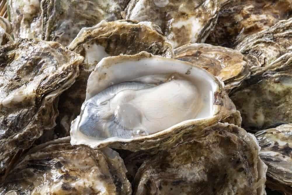 Cách chọn hàu tươi ngon để nấu cháo hàu cho bé, bí quyết sơ chế hàu đúng cách.