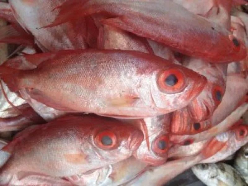 Nguyên liệu dùng để chế biến món cá bã trầu nướng muối ớt