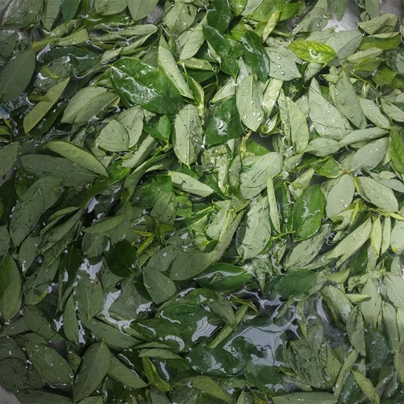 Sơ chế rau ngót cho món canh rau ngót chay