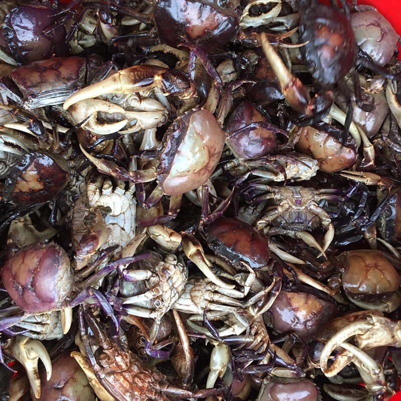 Sơ chế và giã cua đồng cho bún riêu cua bắp bò