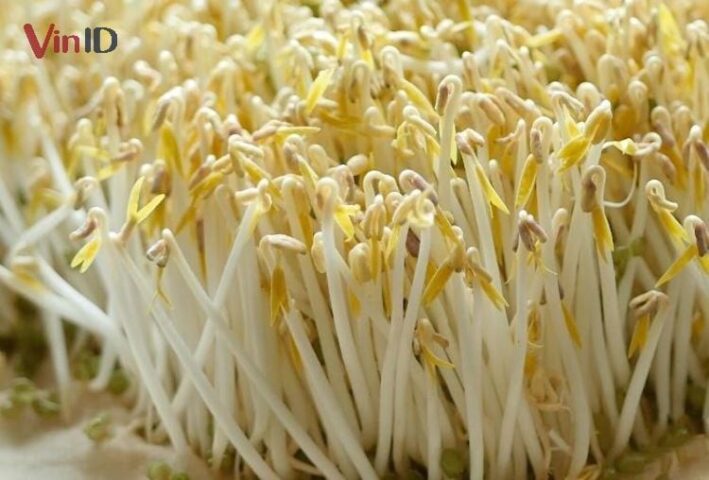 Cách nấu canh giá đỗ: Minh họa đĩa giá đỗ tươi ngon, thể hiện công dụng dinh dưỡng phong phú.