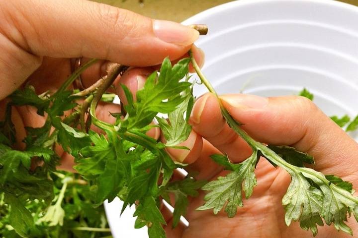 Lá ngải cứu non đã được nhặt sạch chuẩn bị nấu canh