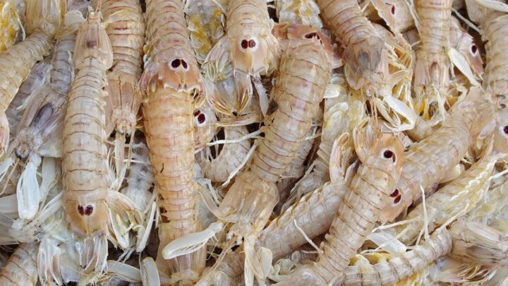 Kinh nghiệm chọn mua bề bề tươi sống chất lượng cao