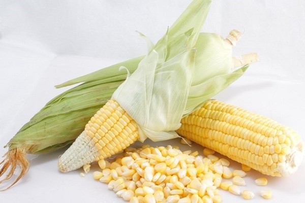 Hạt bắp nếp vàng tươi, nguyên liệu chính cho món xôi bắp nước cốt dừa