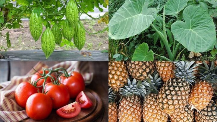 Nguyên liệu chuẩn bị cho cách nấu canh dọc mùng chay