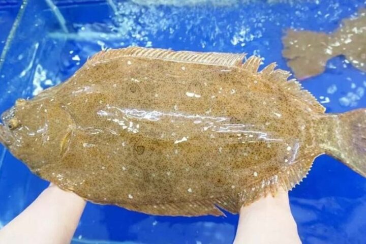 Cách chọn cá bơn tươi ngon cho món cá kho tiêu hấp dẫn