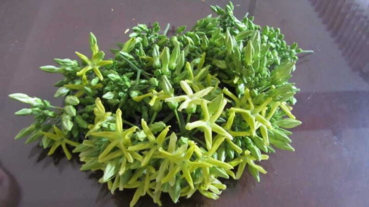 Các nguyên liệu trong cách nấu canh ngao hoa thiên lý rất dễ tìm