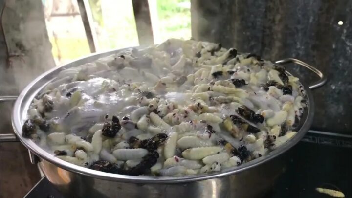 Cháo nhộng ong vò vẽ thơm ngon, bổ dưỡng sau khi hoàn thành