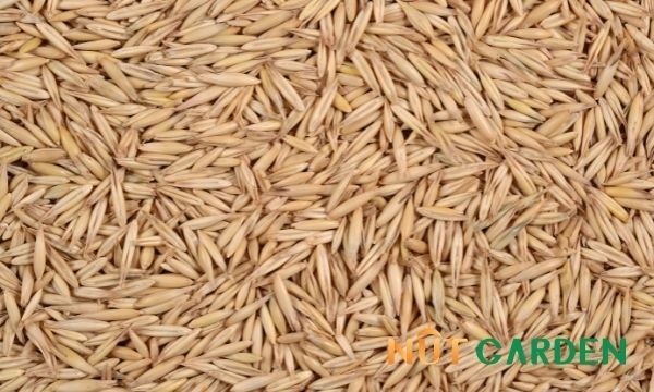 Chén cháo yến mạch nguyên hạt thơm ngon, bổ dưỡng với trái cây tươi và hạt