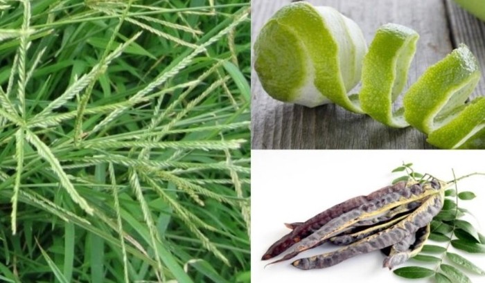 Hình ảnh cây cỏ mần trầu tươi xanh