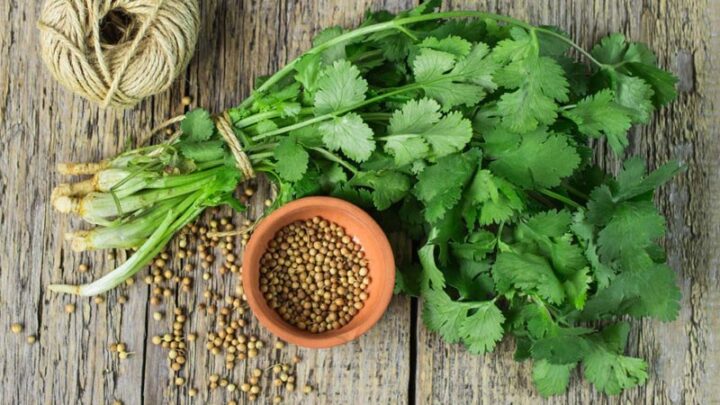 cách nấu nước ngò rí lọc thận đơn giản