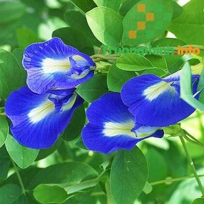 Hoa đậu biếc tươi với sắc xanh tím rực rỡ, nguyên liệu chính trong cách nấu hoa đậu biếc tươi