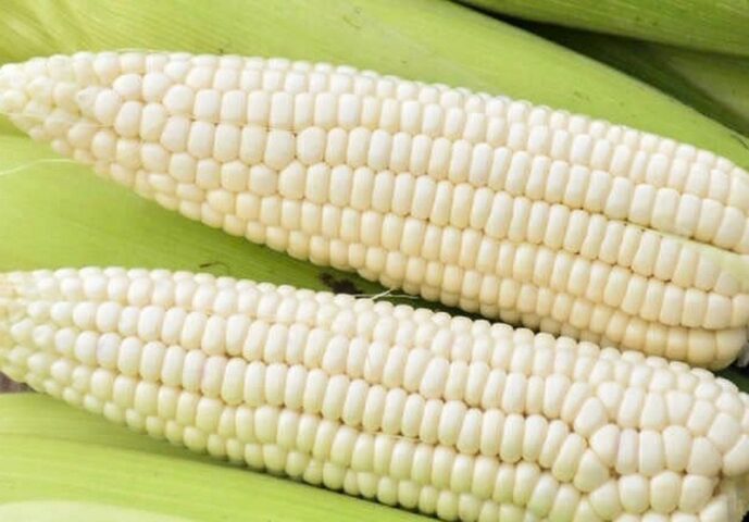 Chọn ngô nếp tươi ngon để nấu chè ngô bung