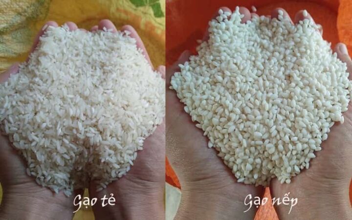 Người nông dân tỉ mỉ chọn lựa từng hạt gạo nếp chất lượng, đảm bảo nguyên liệu tốt nhất cho cách nấu rượu ngon nhất
