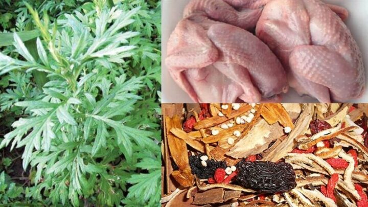 Các nguyên liệu chuẩn bị cho **cách nấu bồ câu hầm** thuốc bắc, bao gồm chim bồ câu, thuốc bắc và ngải cứu