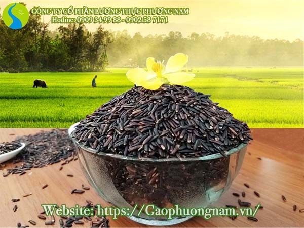 Hạt gạo lứt tím than giàu dinh dưỡng, chuẩn bị cho cách nấu gạo lứt tím than mềm dẻo