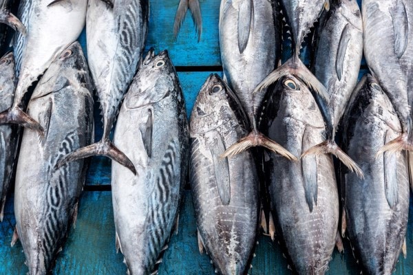 Giá trị dinh dưỡng của cá ngừ trong món bún