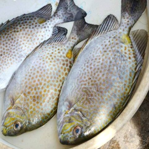 Cháo cá dìa cho bé rất giàu omega 3 giúp bé phát triển trí não và thị lực hiệu quả.