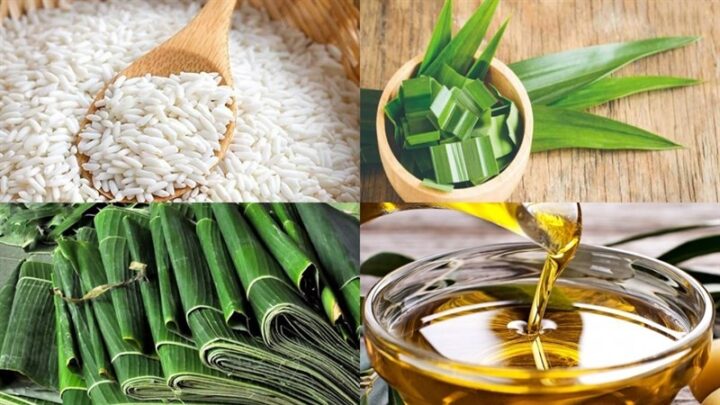 Hạt gạo nếp cái hoa vàng trắng đục, căng bóng, nguyên liệu chính để nấu xôi nếp ngon
