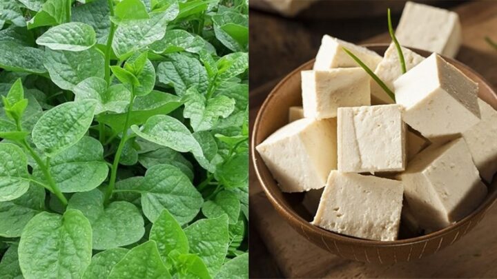 Nguyên liệu chuẩn bị cho canh mồng tơi chay gồm đậu hũ và rau mồng tơi tươi xanh