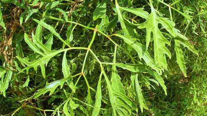 Lá cây đinh lăng tươi xanh được dùng để nấu các món ăn và bài thuốc bổ dưỡng