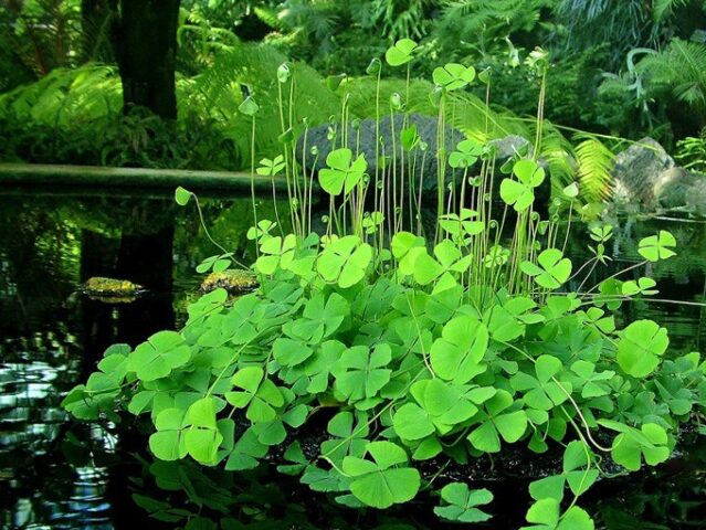 Cây rau bợ tươi mọc hoang dã, nguyên liệu chính cho món canh rau bợ