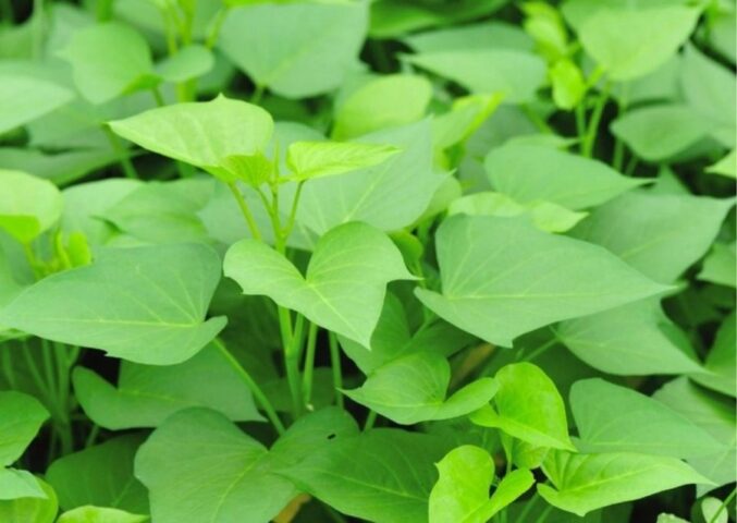 Lá và thân non rau khoai lang tươi xanh, nguyên liệu chính cho món canh mộc ngon