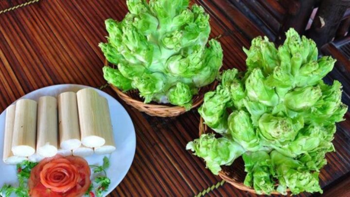 Rau mầm đá tươi ngon