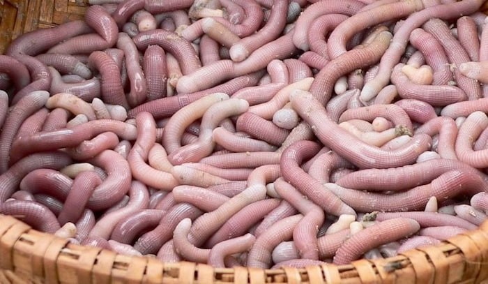 Sá sùng là loại hải sản thuộc hạng quý hiếm