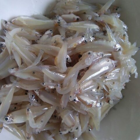 Sơ chế cá cơm tươi sạch để nấu canh chua