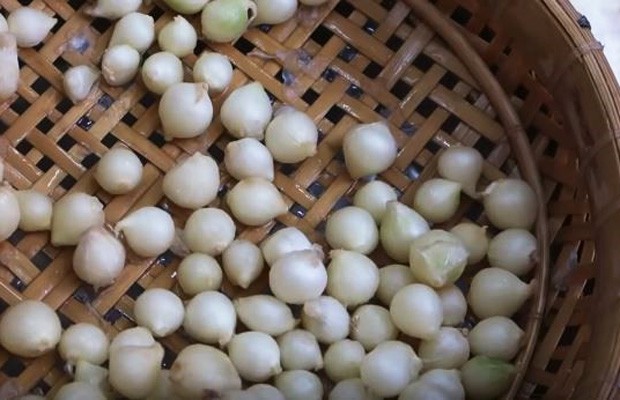 Sơ chế củ nén, một loại gia vị quan trọng giúp thịt ngon đậm đà.