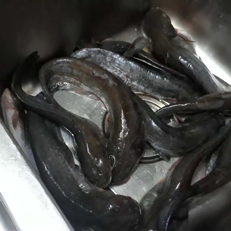 Sơ chế cá nheo sạch nhớt để nấu canh chua măng