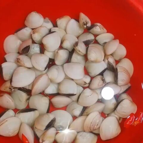 Ngao tươi đang được ngâm trong nước để nhả cát, chuẩn bị cho cách nấu canh ngao đậu phụ