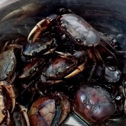 Sơ chế cua đồng