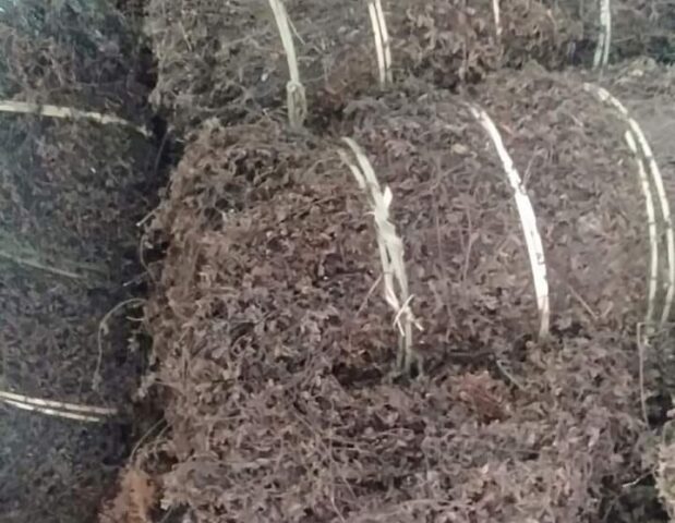 Thạch sương sáo đen bóng, thanh mát chuẩn vị truyền thống