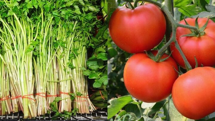 Nguyên liệu món ăn canh rau cần cà chua