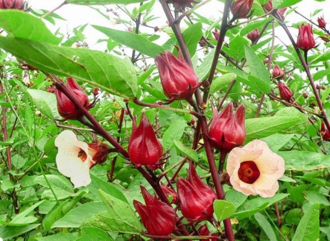 Cách Nấu Canh Chua Bằng Me Trái Hương Vị Đậm Đà